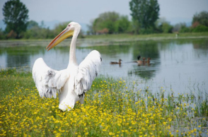 Ροδοπελεκάνος, Κερκίνη