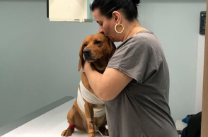 Καταγγελία για επίθεση σε σκύλο