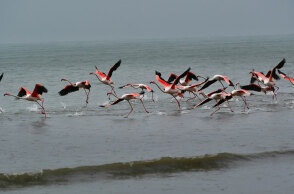 Φλαμίνγκο στον υγροβιότοπο της Νέας Κίου