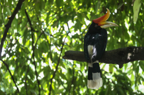 Τροπικό δάσος του Αμαζονίου