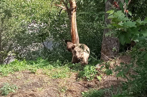 Δίστρατο Ιωαννίνων