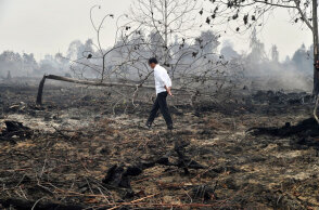 Καμένο δάσος στο Βόρνεο - Οι αρχές εξετάζουν την πιθανότητα καλλιεργητές φοινικέλαιου να βρίσκονται πίσω από τις πυρκαγιές