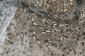 Οικολογική καταστροφή στη λίμνη Κορώνεια - Χιλιάδες νεκρά ψάρια