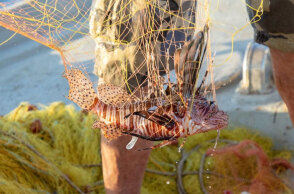 Λεοντόψαρο πιάστηκε στα δίχτυα ψαρά στην Κρήτη