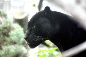 panther1