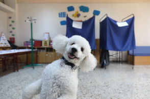 dog-greek-elections