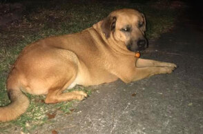 Σκύλος έσωσε τον ιδιοκτήτη του από πυρκαγιά σε σπίτι