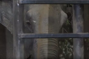 Γέρικος ελέφαντας αφέθηκε ελεύθερος στη φύση - Είχε περάσει δεκαετίες σε τσίρκο