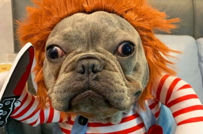 chucky_dog_1.jpg
