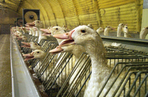 foie-gras.jpg