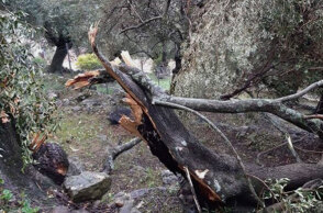 Κακοκαιρία στην Κέρκυρα - Δέντρα κόπηκαν στη μέση