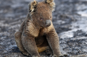 Κοάλα στην καμένη γη της Αυστραλίας
