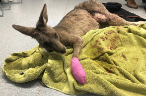 Εκατοντάδες τα καγκουρό με εγκαύματα στην Αυστραλία