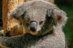 koala.jpg