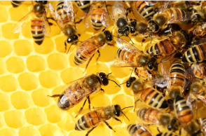 bees.jpg