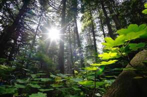 ECOVOICE ATHENS VOICE Free Thinking Zone vasiliki grammatikogianni