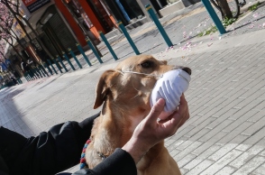 Άντρας φοράει μάσκα στο σκύλο του ενώ δεν κινδυνεύει από τον κορωνοϊό