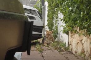 Τσακάλια στο Ισραήλ κατέβαλαν πάρκο που ερήμωσε λόγω καραντίνας