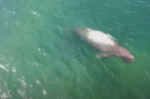 Κορωνοϊός: Η καραντίνα άδειασε τις παραλίες στην Ταϊλάνδη και σπάνια ντιγκόνγκ εμφανίστηκαν κοντά στις ακτές