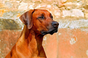 Ληστής πάτησε με αυτοκίνητο τον σκύλο του σπιτιού για να κλέψει ηλεκτρικά εργαλεία από την αυλή