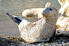 Μεσογειακή φώκια