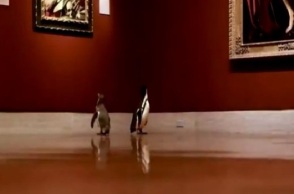 Πιγκουίνοι μπροστά από πίνακες στο Nelson Atkins Museum of Art