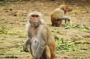 Αγέλη πιθήκων, Ινδία