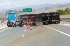 Ανατροπή φορτηγού που μετέφερε αγελάδες στην Εγνατία Οδό