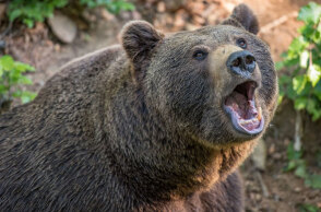 Συνάντηση με αρκούδα: Πώς μπορούμε να αποτρέψουμε ενδεχόμενη επίθεση