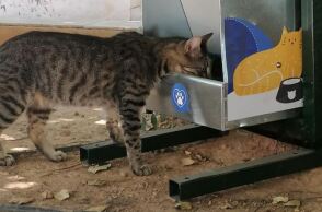 O δήμος Αθηναίων θα τοποθετήσει νέες ταΐστρες για αδέσποτα ζώα 