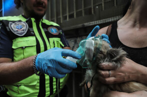 Πυροσβέστες έσωσαν σκύλο, ο οποίος παγιδεύτηκε σε φλεγόμενο διαμέρισμα στην Αθήνα