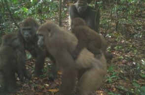 Γορίλας Cross River