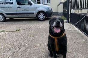 «Mε άφησαν γιατί δεν έχω μάθει να είμαι καλός»: Εγκατέλειψαν ηλικιωμένο σκύλο αφήνοντας σημείωμα στο Κεντ της Αγγλίας