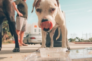 Αδέσποτα στην Αίγινα