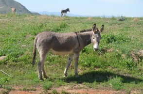 Λάρισα: Πρόστιμο 3.500 ευρώ σε 40χρονο για κακοποίηση μουλαριών