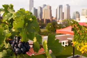  Rooftop Reds