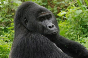 Ο Ραφίκι εκτιμάται πως ήταν 25 ετών 