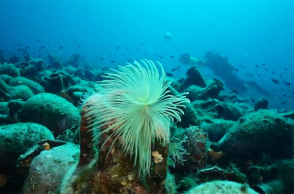 Αλόννησος: Το πρώτο υποβρύχιο μουσείο της Ελλάδας