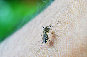 Ιός του Δυτικού Νείλου στην Ελλάδα: Δεύτερος θάνατος ασθενούς