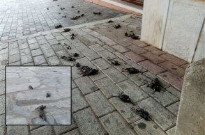 Κακοκαιρία στην Εύβοια: Δεκάδες πουλιά νεκρά στη Χαλκίδα