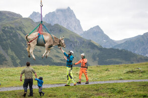 «Πετώντας» φεύγουν οι τραυματισμένες αγελάδες στην Ελβετία - Τις μεταφέρουν με ελικόπτερο