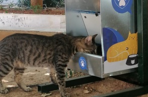 Αδέσποτη γάτα 