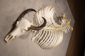 Εξαφανισμένο είδος