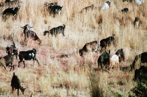 Τα Καμένα Βούρλα