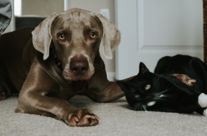 Κουίζ: Είσαι περισσότερο σκύλος ή γάτα;