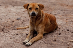 Αδέσποτος σκύλος