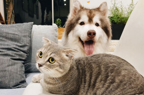 Σκύλος και γάτα