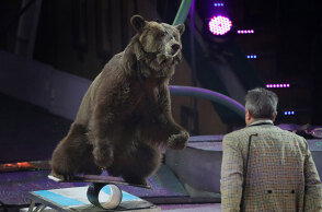 Αρκούδα σε τσίρκο (ΦΩΤΟ ΑΡΧΕΙΟΥ)