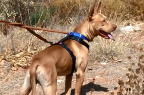 Σε διαθεσιμότητα ο υπάλληλος της ΔΕΗ που φέρεται να βασάνισε σκύλο