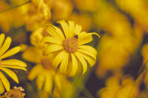 Γύρη η θαυματουργή